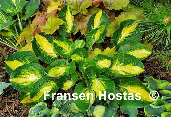 Hosta Warwick Comet